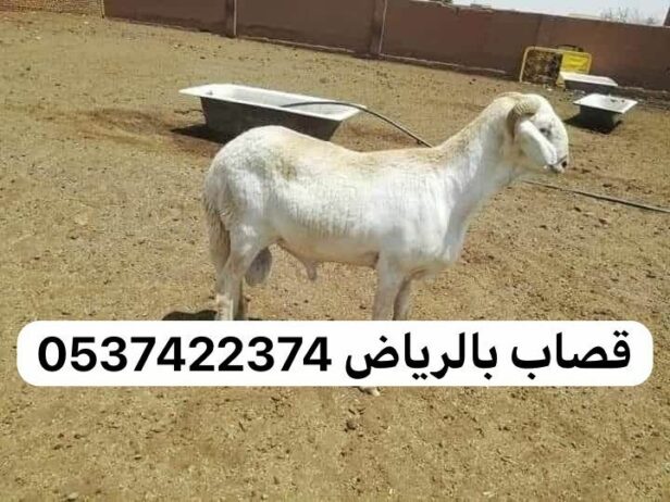 قصاب بالرياض ماهر 0537422374 جزار بالرياض