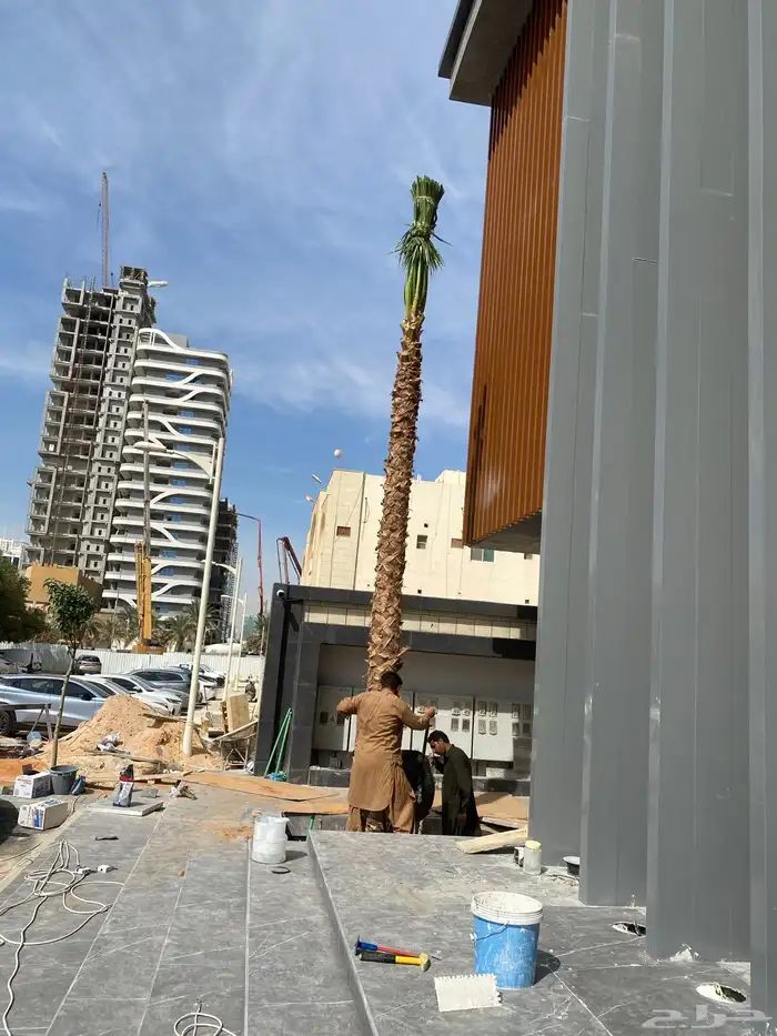 نخل واشنطوني زينة للبيع