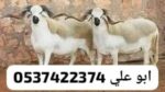 قصاب بالرياض 0537422374 جزار بالرياض