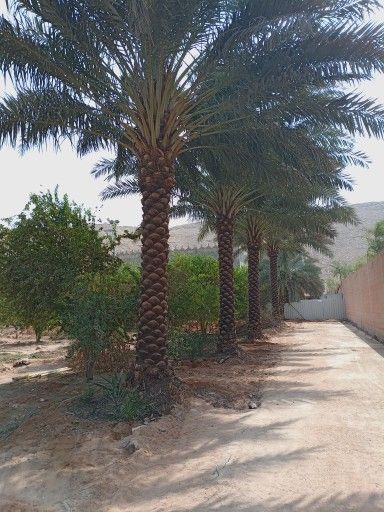 نخل واشنطني زينه للبيع