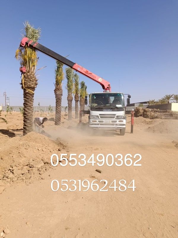 يوجد لدينا انوع الشجر التوصل 0553490362،،،،،