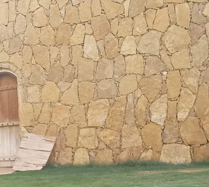 توريد وتركيب نخيل عربي وشنطني وتركيب شبوك