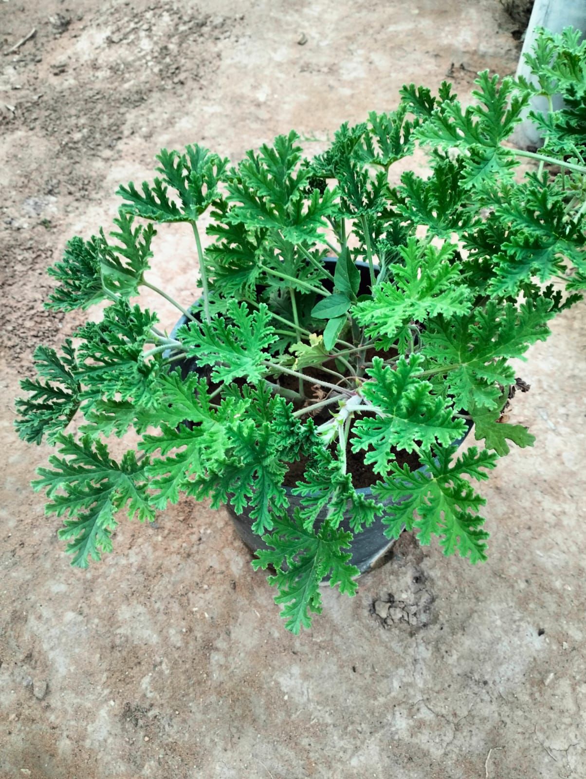 تنسيق الحدايق والمناظر الجميله