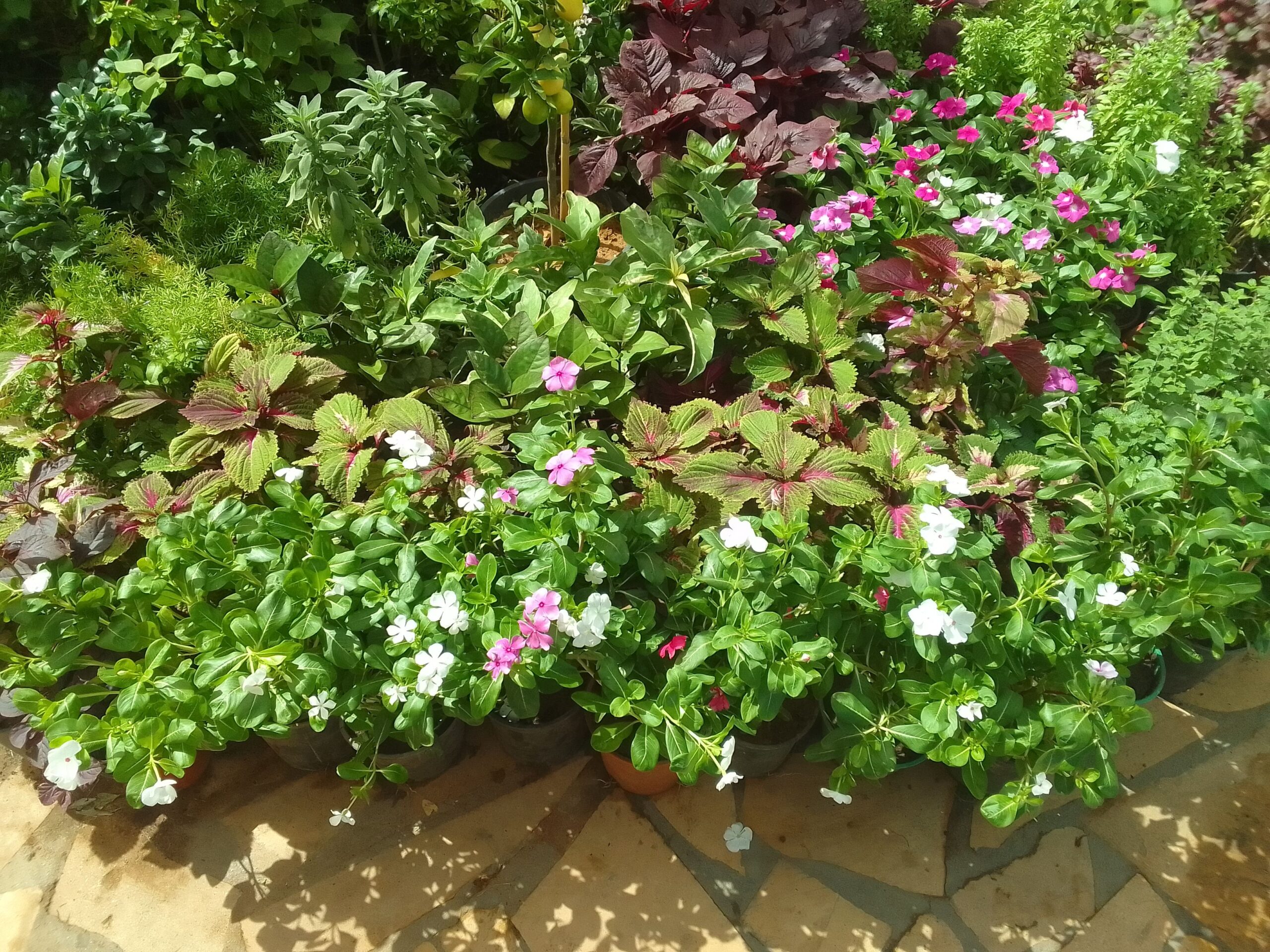 طريق الامام سعود