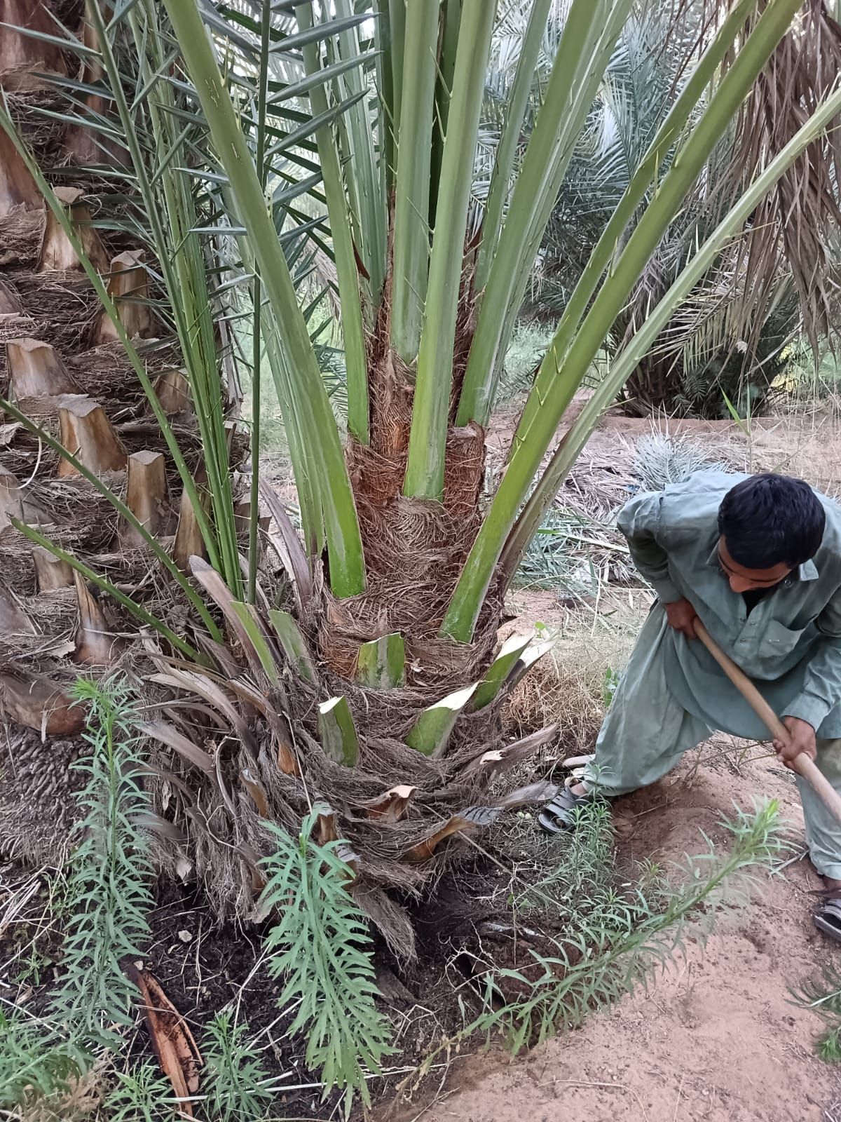 نخيل للبيع من نخيل القصيم