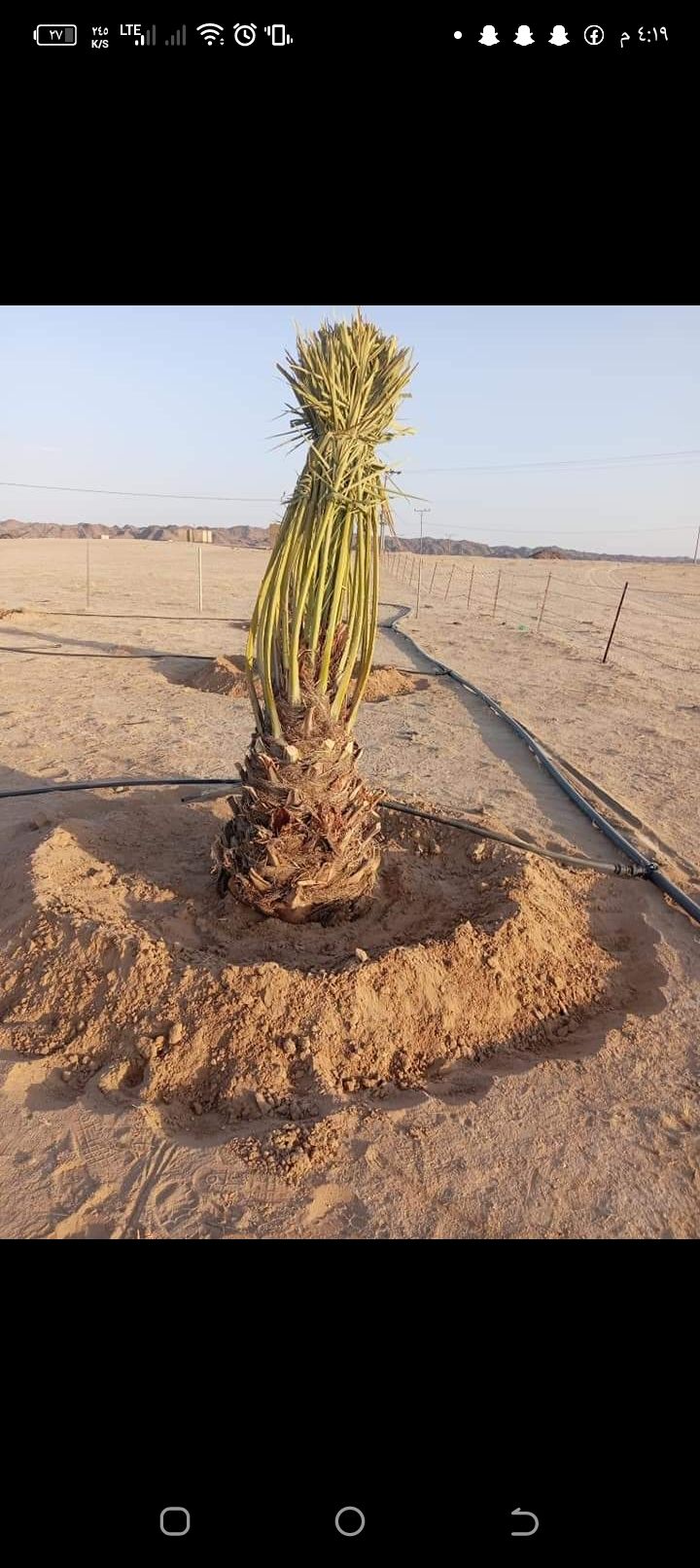 مقاول شبوك ونخيل