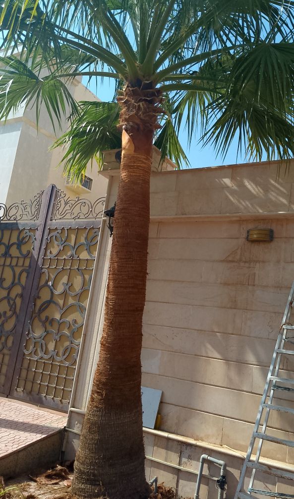 تكريب واشنطونيا وتكريب نخيل وقطع تجهيز احواض زراعي