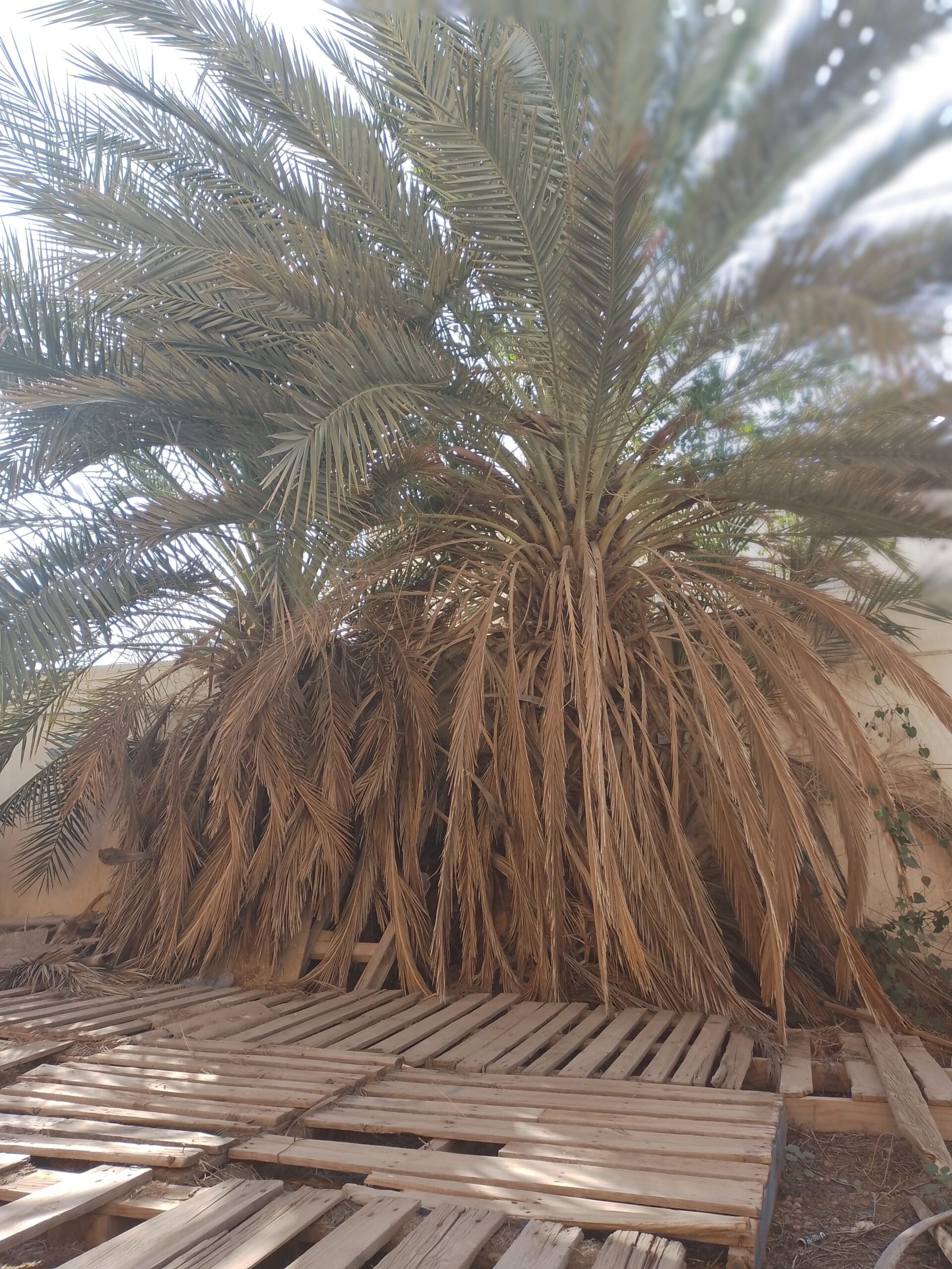 عمال اشغال النخل تكريب تنضيف وتفخاط