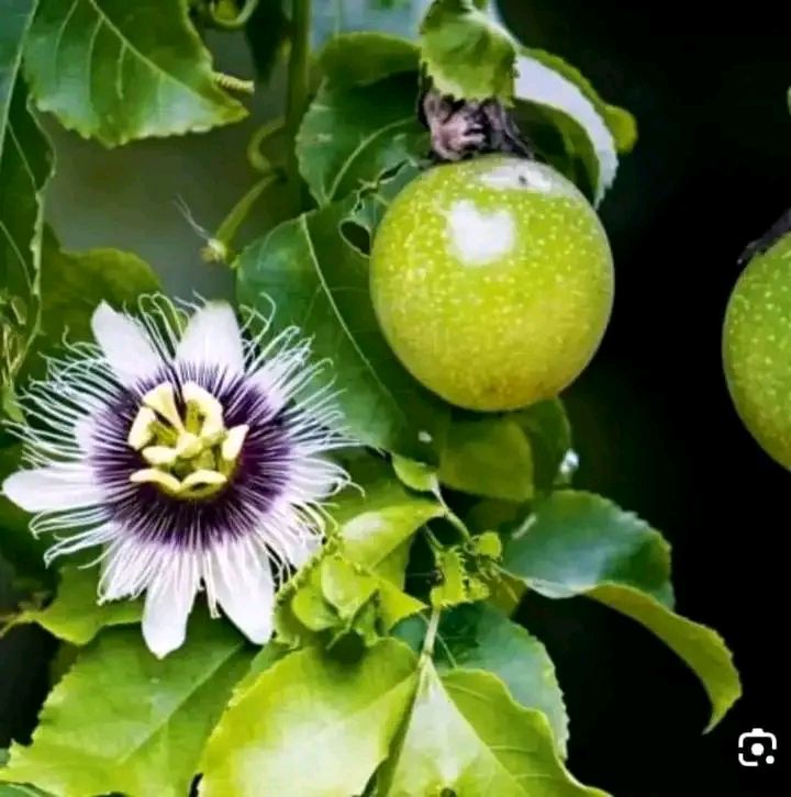 نخيل واشنطونيا للزينه, تتميز بجماليتها وقلة العناي