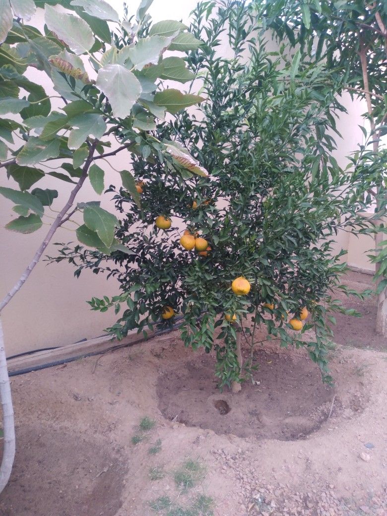 حطيب العنب وتقليم الاشجار