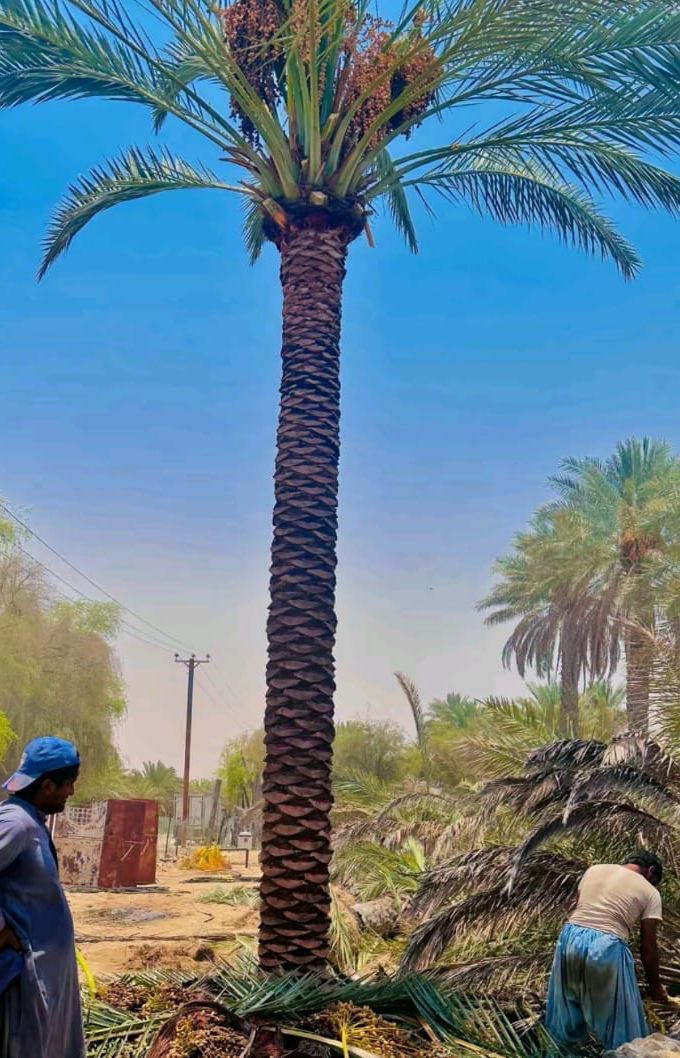 جدة وظائف مكه القصيم