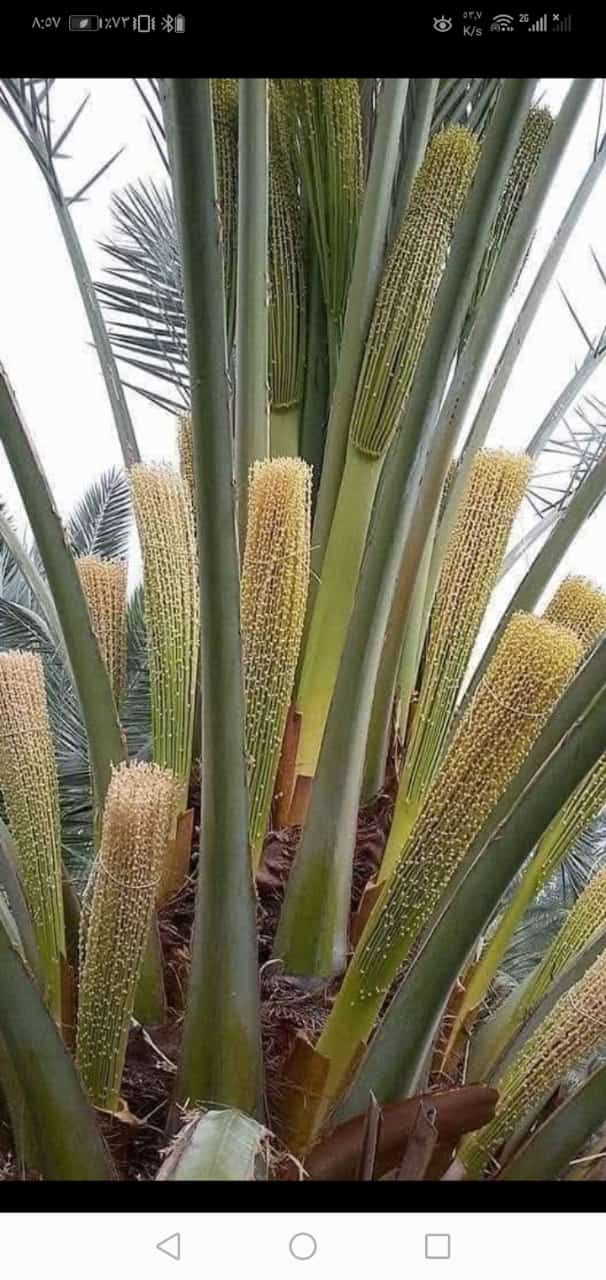 عمال اشغال النخل تكريب تنضيف وتفخاط