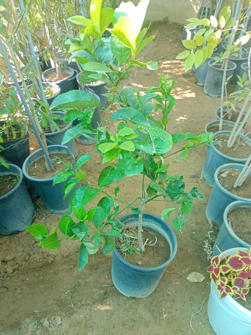 حطيب العنب وتقليم الاشجار