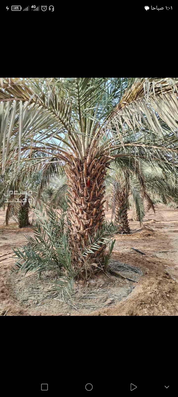 عمال اشغال النخل تكريب تنضيف وتفخاط