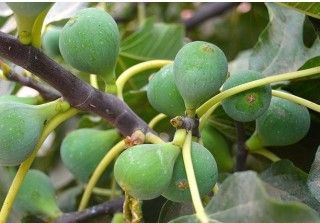 حطيب العنب وتقليم الاشجار