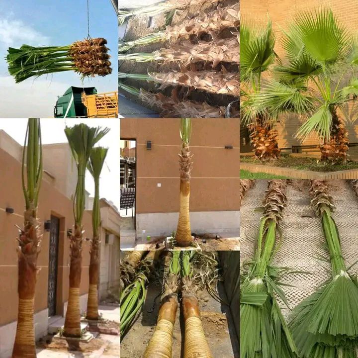 نخيل واشنطونيا للزينه, تتميز بجماليتها وقلة العناي