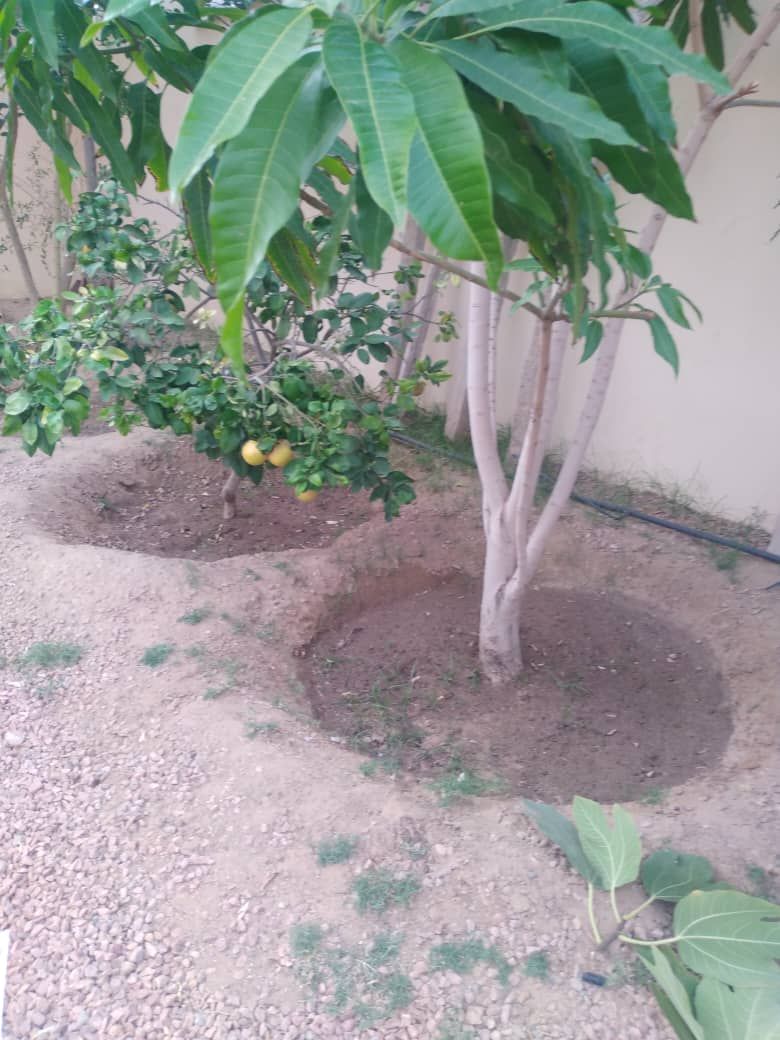 حطيب العنب وتقليم الاشجار