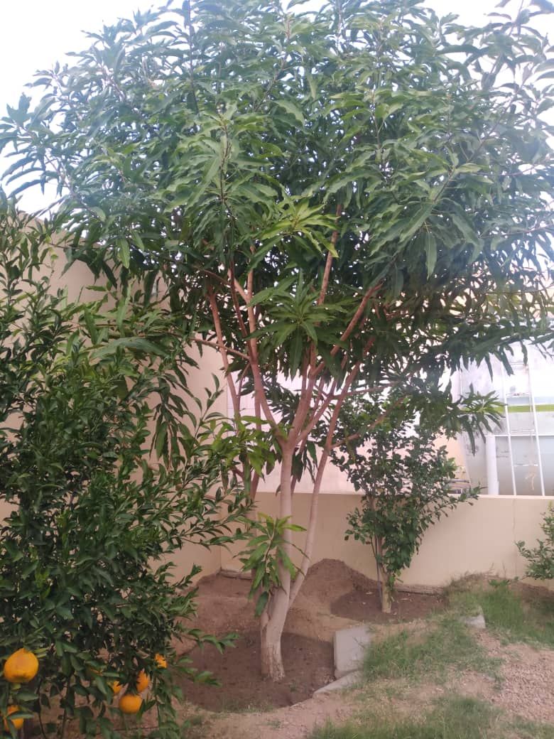 حطيب العنب وتقليم الاشجار