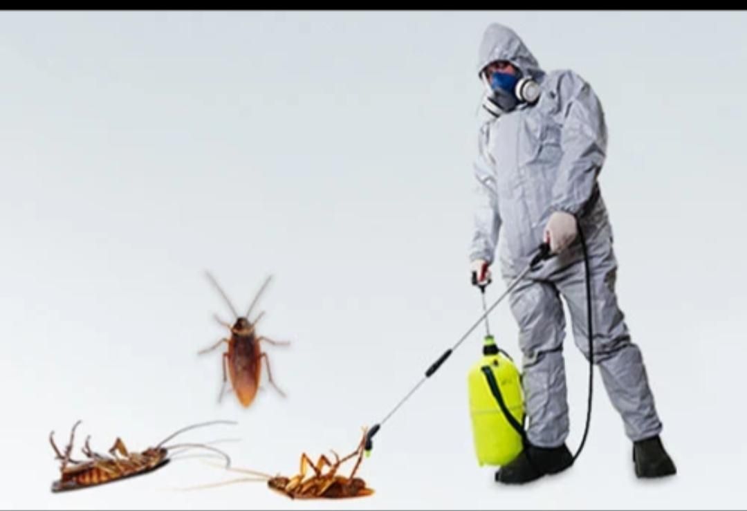 شركة مكافحة الحشرات الطائرة والزحفه