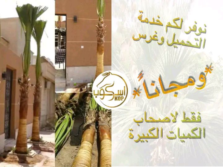 نخيل واشنطونيا للزينه, تتميز بجماليتها وقلة العناي