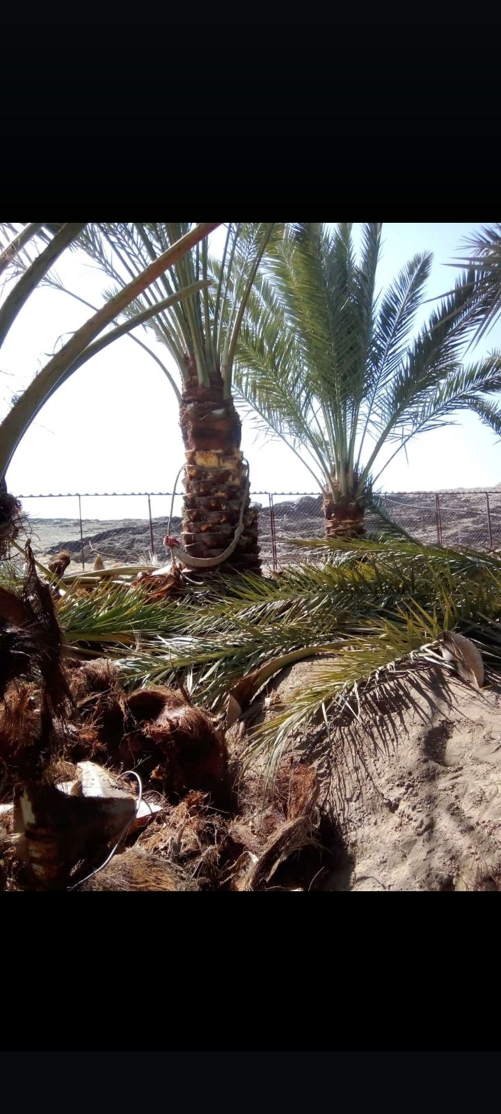 عمال اشغال النخل تكريب تنضيف وتفخاط