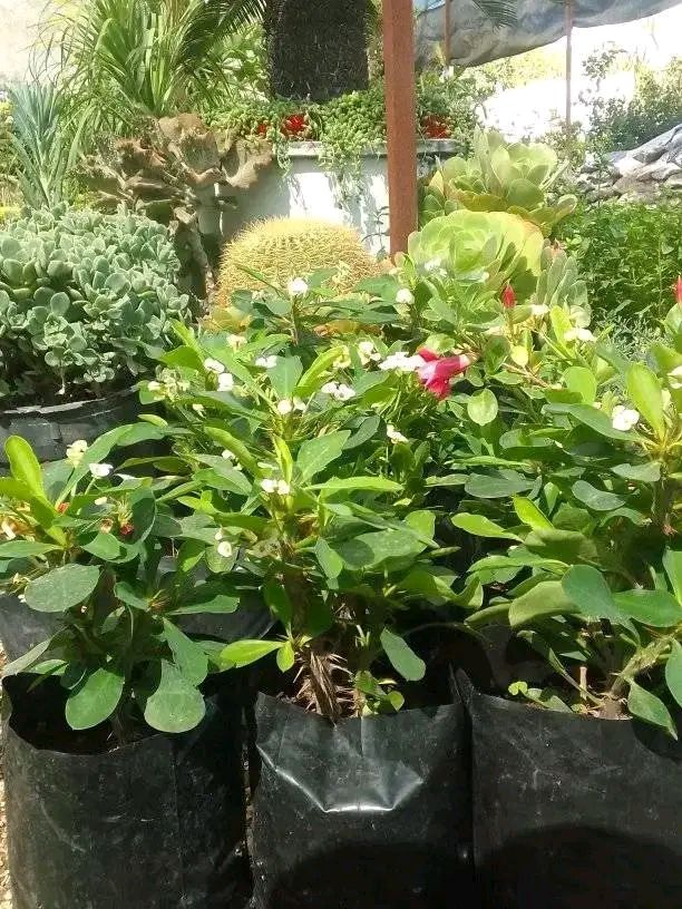 نخيل واشنطونيا للزينه, تتميز بجماليتها وقلة العناي