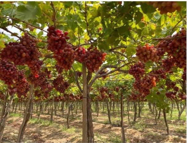 حطيب العنب وتقليم الاشجار