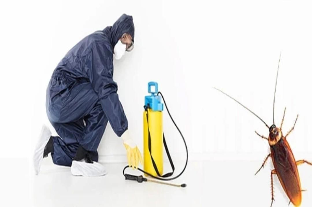 شركة مكافحة الحشرات الطائرة والزحفه