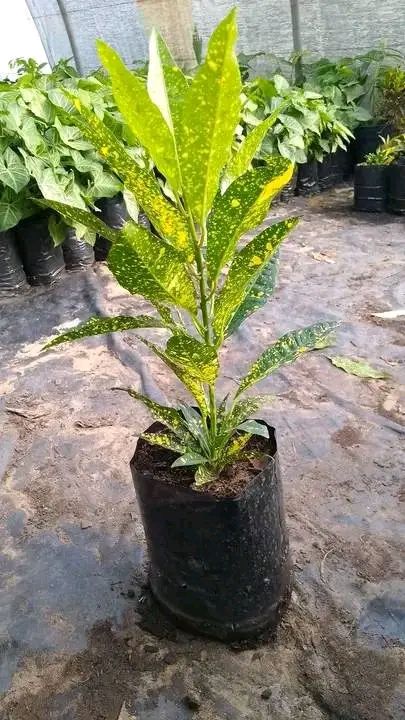 نخيل واشنطونيا للزينه, تتميز بجماليتها وقلة العناي