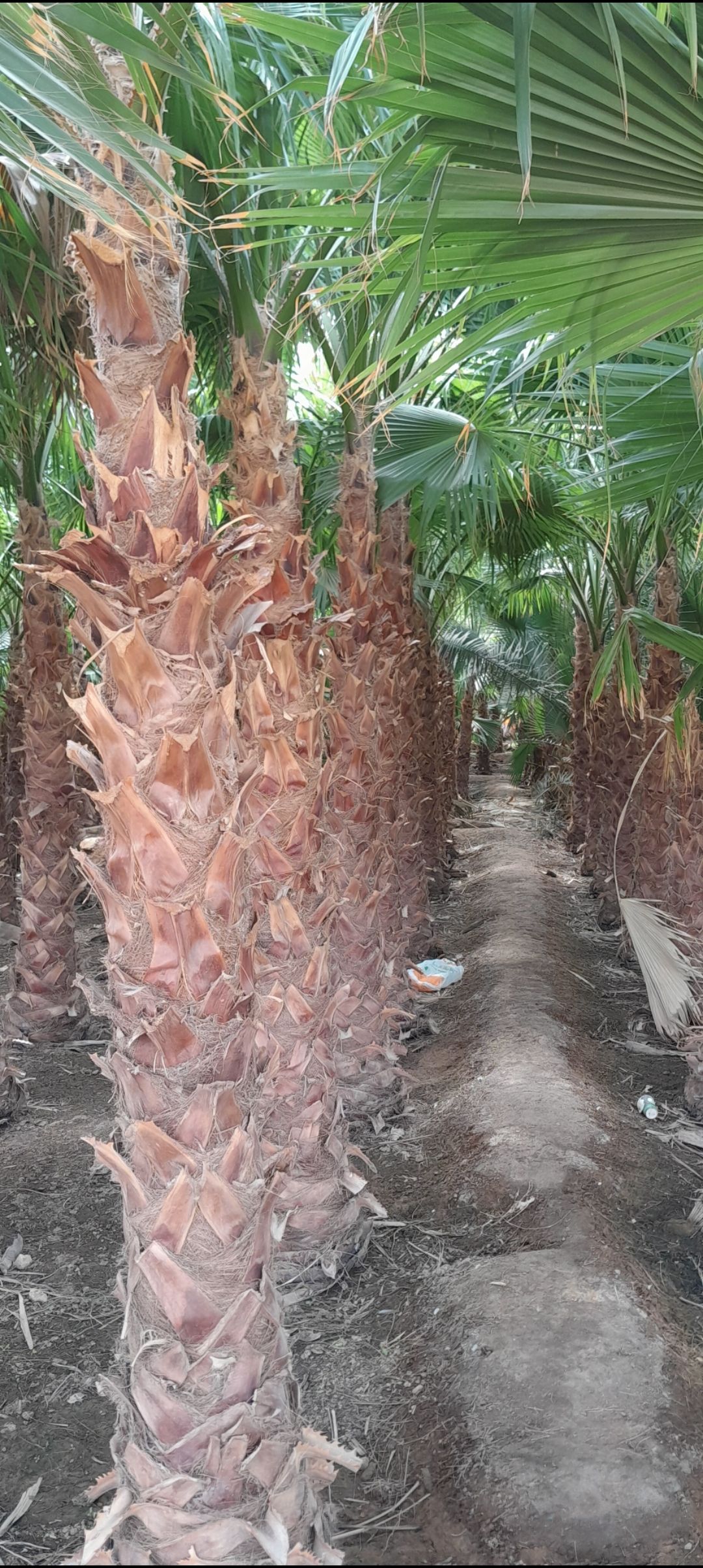 تركيب شبوك بجميع أنواعها