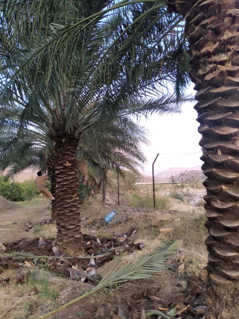 عمال اشغال النخل تكريب تنضيف وتفخاط