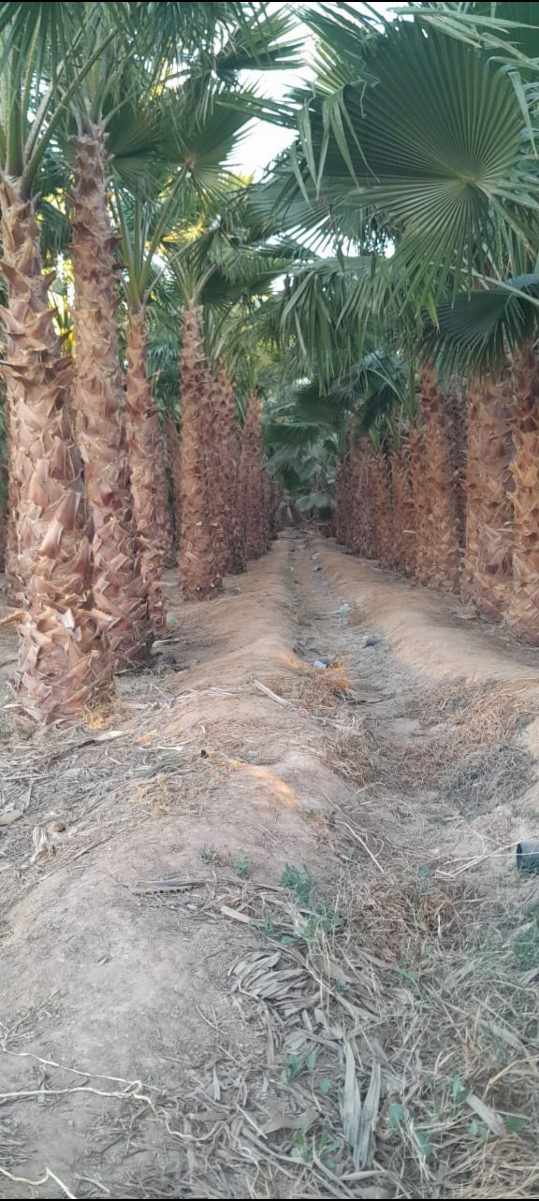 تركيب شبوك بجميع أنواعها