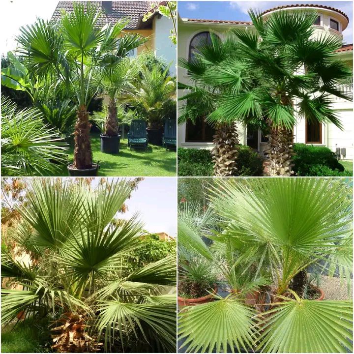 نخيل واشنطونيا للزينه, تتميز بجماليتها وقلة العناي