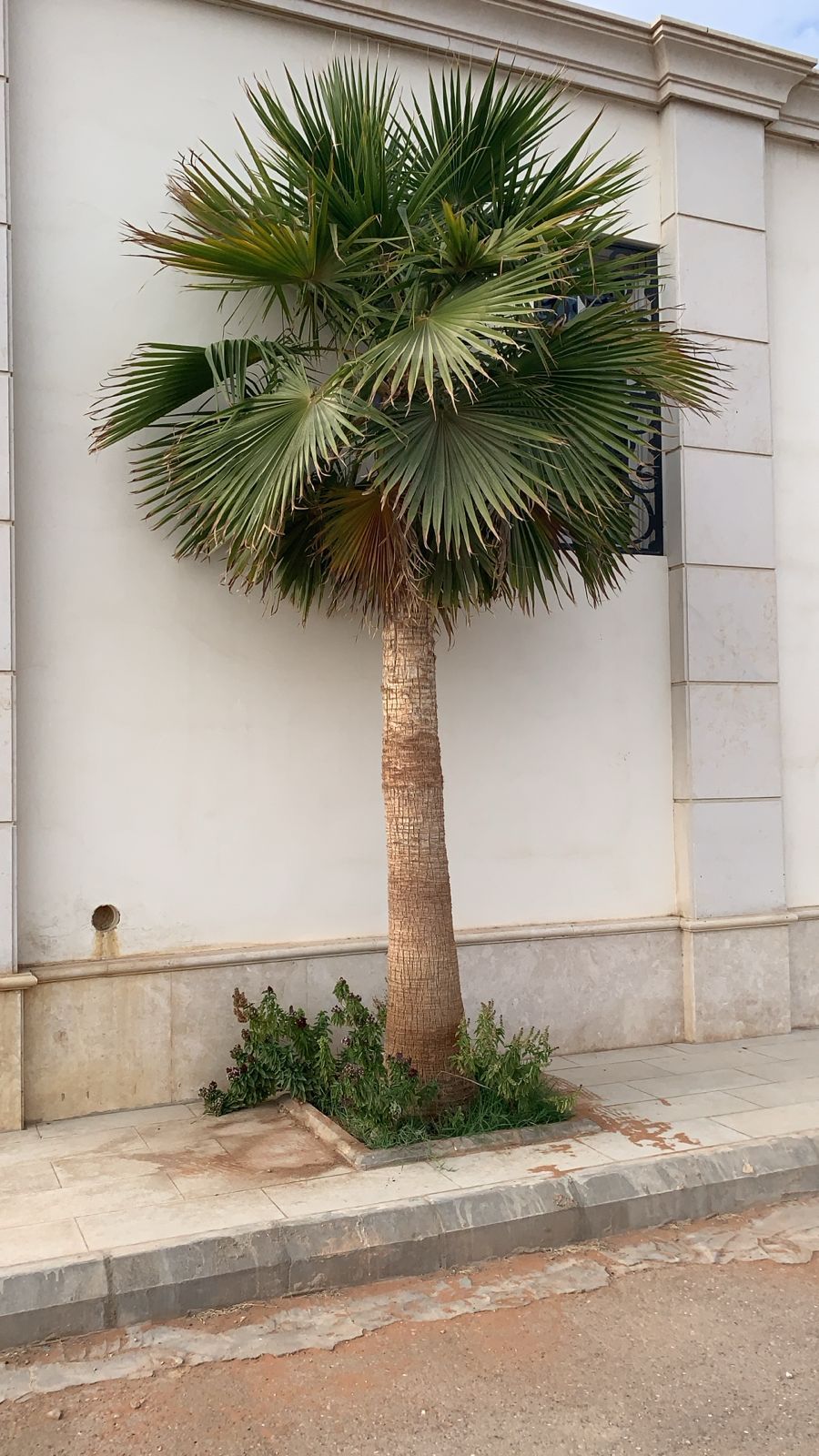 مقاول شبوك ونخيل