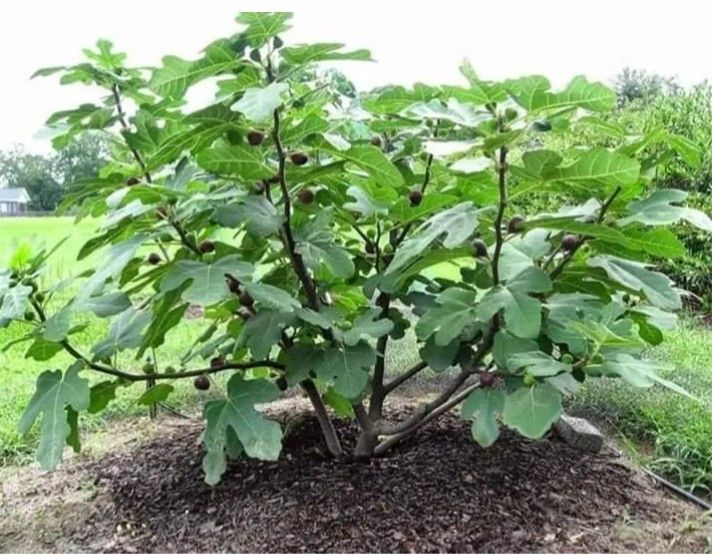 حطيب العنب وتقليم الاشجار