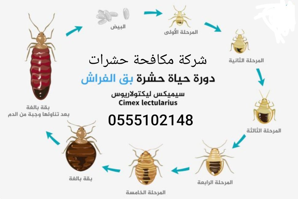 شركة مكافحة حشرات بمكة