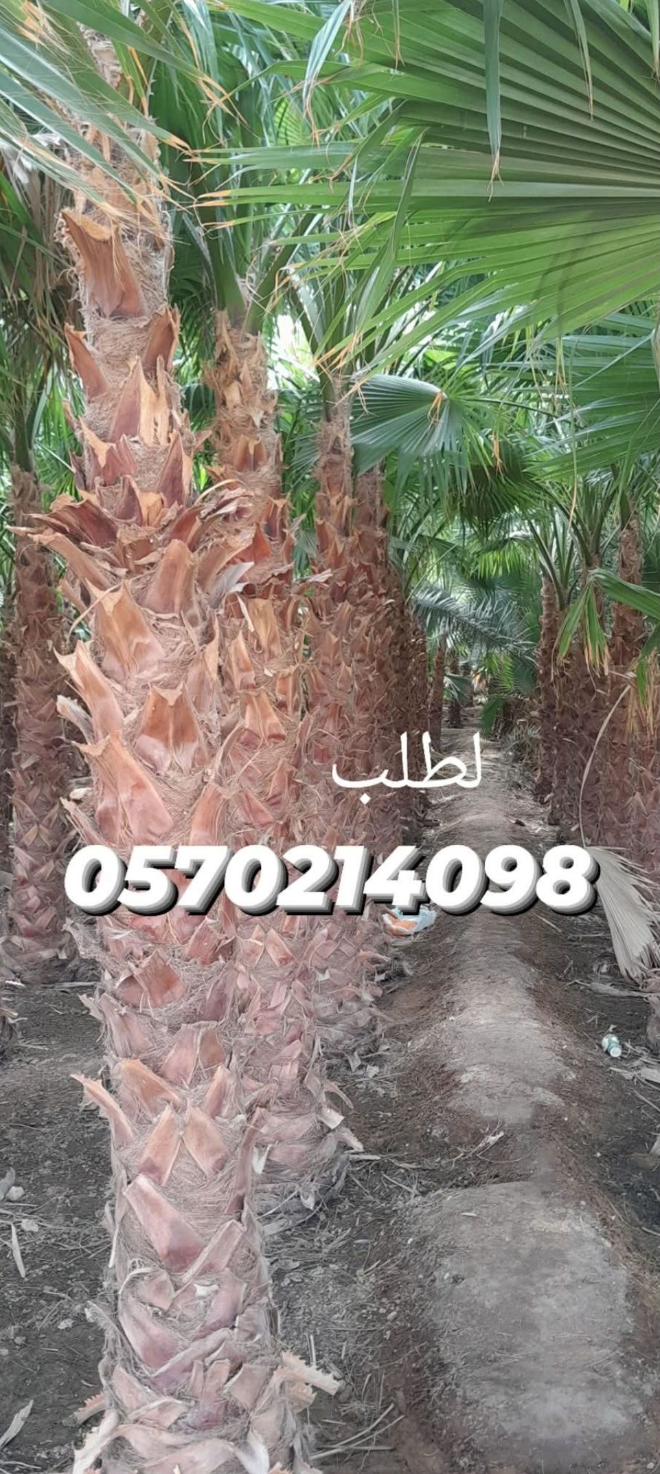 نخل واشنطونيا