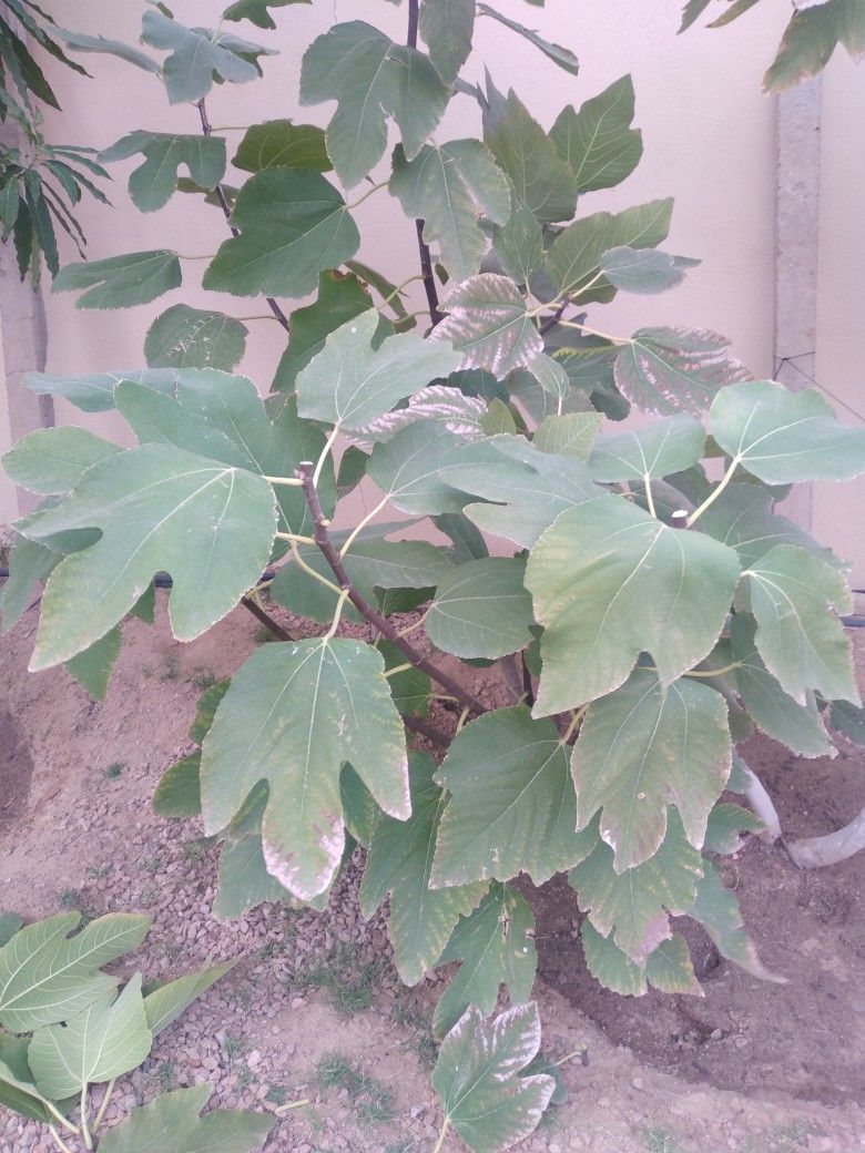 حطيب العنب وتقليم الاشجار