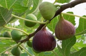 حطيب العنب وتقليم الاشجار