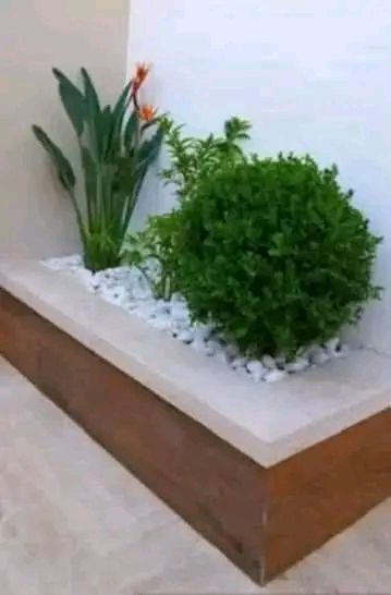 نخيل واشنطونيا للزينه, تتميز بجماليتها وقلة العناي