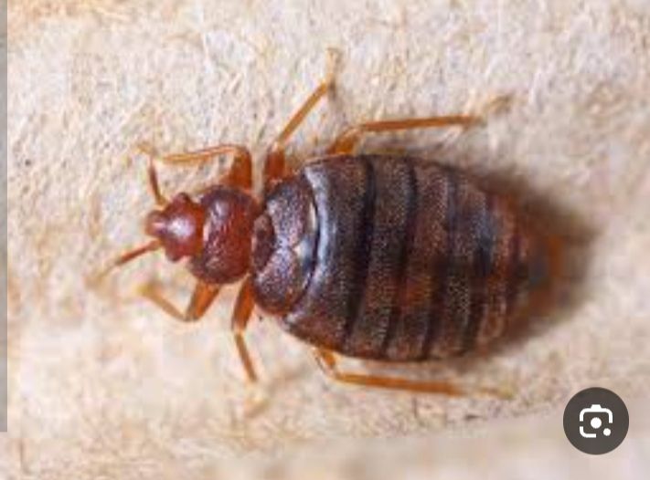 المركز الالماني لمكافحة الحشرات