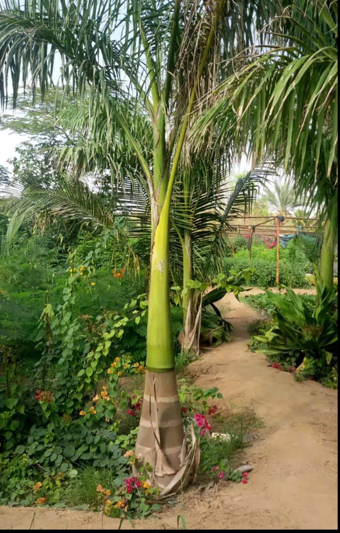 نخل للبيع عربي مثمر وزينه واشنطني ملوكي