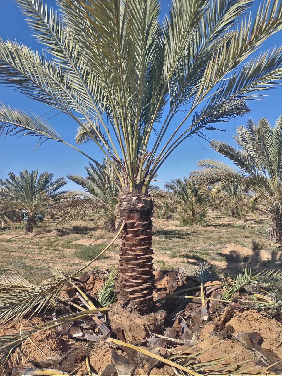 نخل للبيع بجميع انواعه ومقاساته