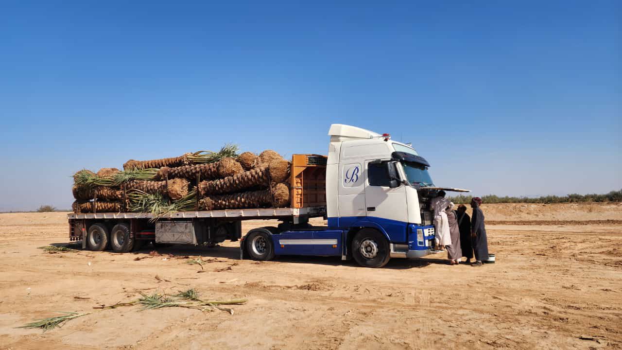 نخل للبيع عربي مثمر وزينه واشنطني امريكي