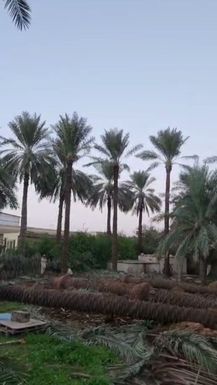 نخل للبيع عربي مثمر وزينه واشنطني ملوكي