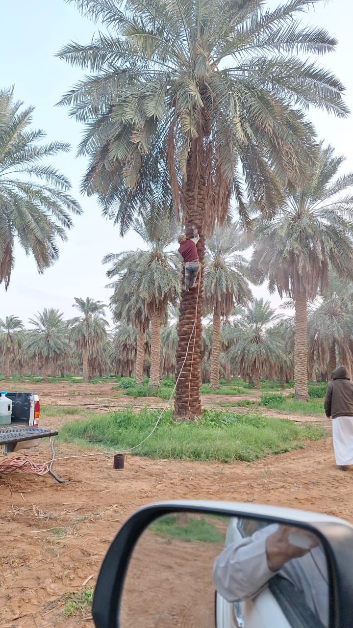 نخل للبيع عربي مثمر ونخل زينه واشنطني امريكي وملوك