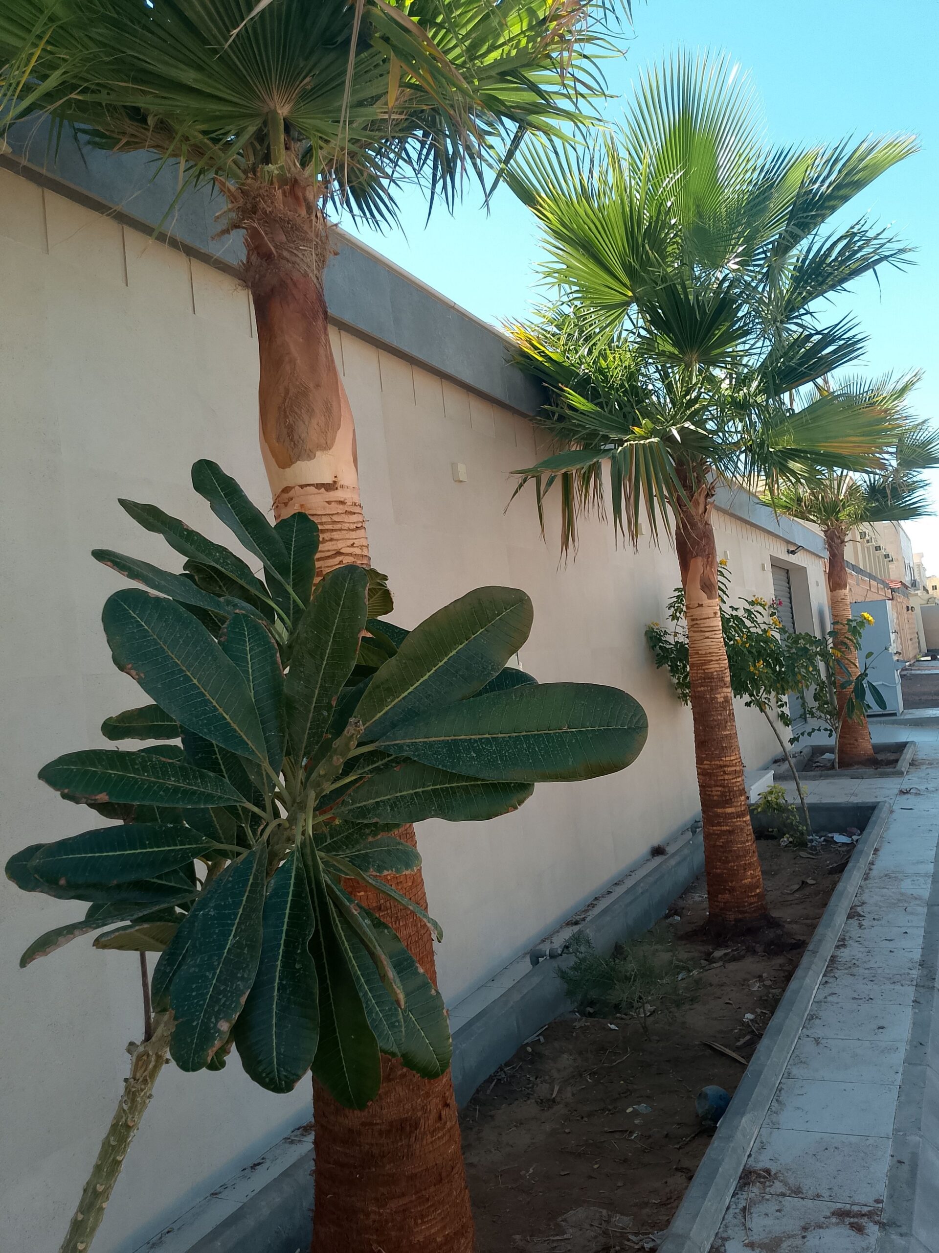 تكريب نخيل وواشنطونيا وتجهيز احواض زراعية