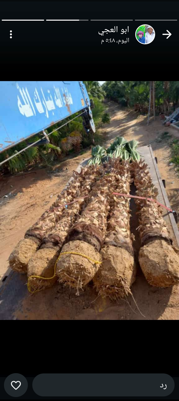 يو لدينا جميع انواع انخيل العربي لواشنطني مصداقية