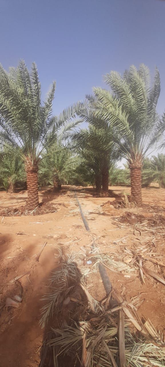 نخل للبيع بجميع انواعه ومقاساته