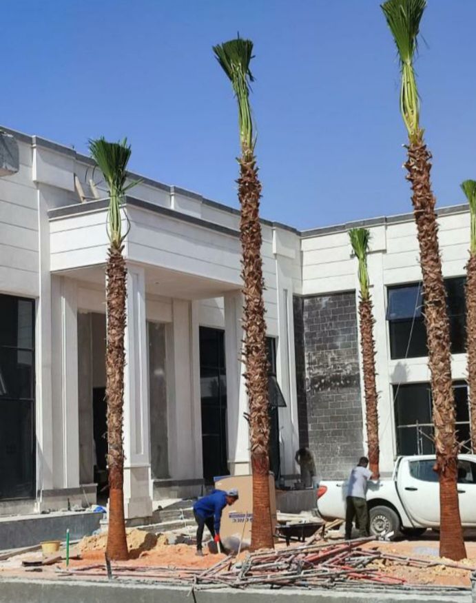 نخل للبيع عربي مثمر وزينه واشنطني ملوكي